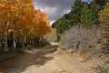 Aspens in Lundy Canyon