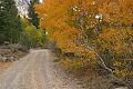 Aspens in Lundy Canyon