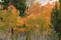 Aspens in Lundy Canyon