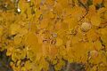 Aspens in Lundy Canyon