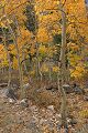 Aspens in Lundy Canyon