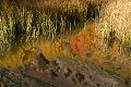 Beaver pond reflection - Lundy Canyon