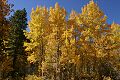 Aspens - Lundy Canyon