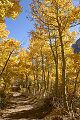 Aspens - Lundy Canyon