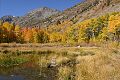Aspens - Lundy Canyon
