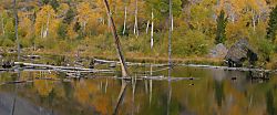 Beaver pond in Lundy Canyon