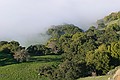 Monument Peak surrounded by low fog