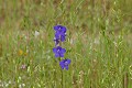 Parry's larkspur (Delphinium parryi ssp. p.)