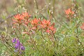 Indian paintbrush (Castilleja foliolosa)