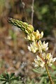 White Lupine (Lupinus)