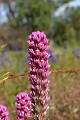 Owl�s Clover (Castilleja densiflora)