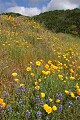 California Poppy (Eschscholzia californica)