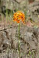 Western Wallflower (Erysimum capitatum)