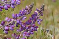 Chick Lupine (Lupinus microcarpus)