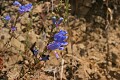 Foothill Penstemon (Penstemon heterophyllus)