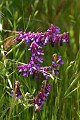 Winter Vetch (Vicia villosa ssp. varia)
