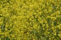 Field Mustard (Brassica rapa)