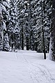 Snowshoe trail