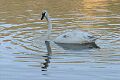 Trumpeter Swan (Cygnus buccinator)