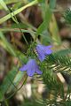 Wildflowers, Cascade Canyon