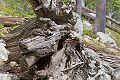 Exposed roots, Amphitheater Lake Trail