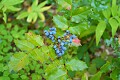 Oregon Grape (Berberis nervosa)