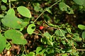 Baldhip Rose (Rosa gymnocarpa)