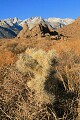 Cactus - Alabama Hills