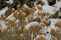 Rabbitbrush (Chrysothamnus nauseosus)
