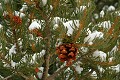 Pi�on Pine (Pinus monophylla)