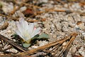 Kellogg's Lewisia (Lewisia kelloggii)