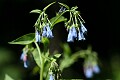 Streamside Bluebells (Mertensia ciliata)
