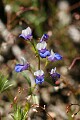 Torrey's Few-eyed Mary (Collinsia torreyi)