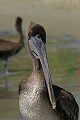 Brown Pelican