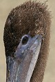 Brown Pelican