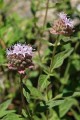 Mountain Pennyroyal (Monardella odoratissima)