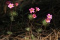 Mustang Clover (Linanthus montanus)