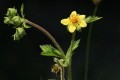 Sticky Cinquefoil (Potentilla glandulosa)