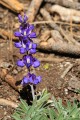 Lupine