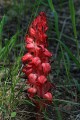 Snow Plant (Sarcodes sanguinea)