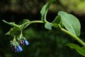 Streamside Bluebells (Mertensia ciliata)