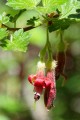 Sierra Gooseberry (Ribes roezlii)
