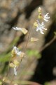 Woodland Star (Lithophragma affine)
