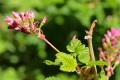 Sierra Currant (Ribes nevadense)