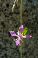 Forest Clarkia (Clarkia rhomboidea)