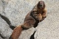 Yellowbelly Marmot (Marmota flaviventris)