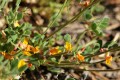 Nevada Bird's-foot Trefoil (Lotus nevadensis)