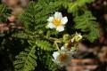 Mountain Misery (Chamaebatia foliolosa)