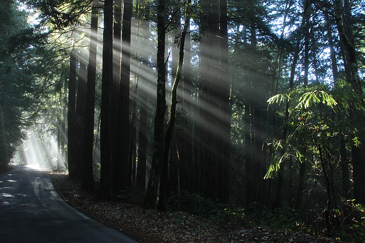 Morning light on Big Basin Highway