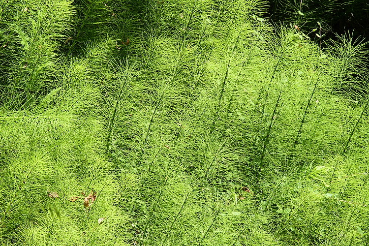 Horsetails